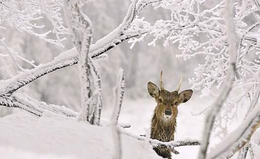 唯美带雪的女生网名 蓝お雪═☆恋