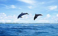 关于海豚的网名大全 聆听海豚音