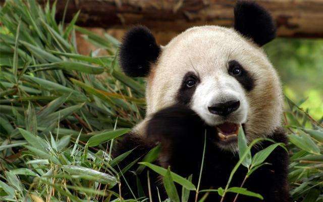 关于熊猫的网名大全 熊猫没有黑眼圈