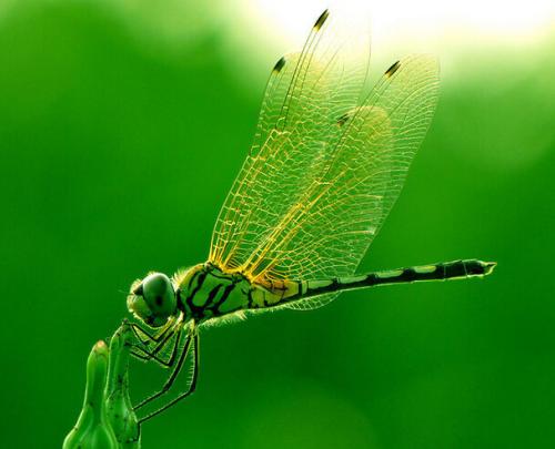 关于蜻蜓的网名大全 竹蜻蜓穿过森林