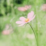 夏日限定网名 夏季清新好听的昵称