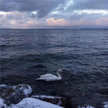 关于大海的伤感图片