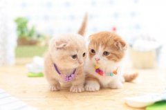 两个字简单好听的宠物名字（100个）