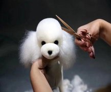 有趣接地气的宠物名字精选