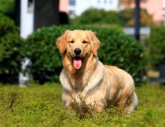 逗比非常奇葩的宠物名字大全