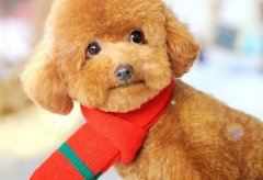 好听可爱的叠字宠物名（100个）